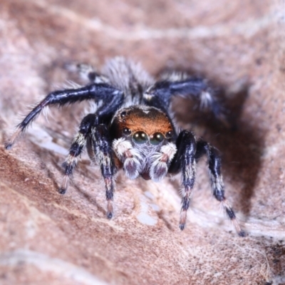 Unidentified Jumping or peacock spider (Salticidae) at Victoria Point, QLD - 7 Oct 2022 by smithga