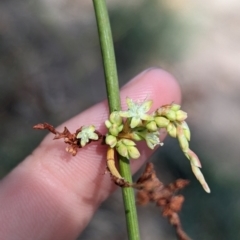 Duma florulenta (Lignum, Barrgay) at Pooncarie, NSW - 31 Mar 2024 by Darcy