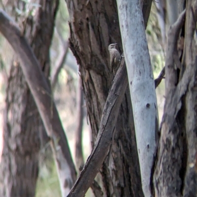 Climacteris picumnus (Brown Treecreeper) at Pooncarie, NSW - 31 Mar 2024 by Darcy