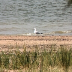 Chroicocephalus novaehollandiae (Silver Gull) at Yanga National Park - 1 Apr 2024 by Darcy