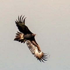 Aquila audax (Wedge-tailed Eagle) at Strzelecki, VIC - 3 Nov 2016 by Petesteamer