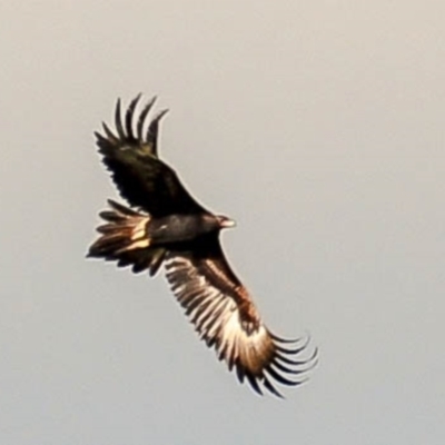 Aquila audax (Wedge-tailed Eagle) at Strzelecki, VIC - 2 Nov 2016 by Petesteamer