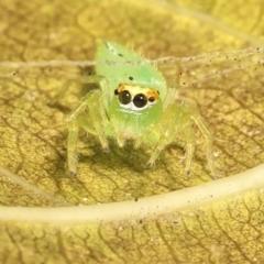 Unidentified Jumping or peacock spider (Salticidae) at Saint Lucia, QLD - 5 Aug 2023 by smithga