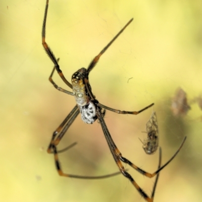 Unverified Orb-weaving spider (several families) at Saint Lucia, QLD - 9 Jul 2023 by smithga