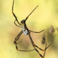 Unidentified Orb-weaving spider (several families) at Saint Lucia, QLD - 9 Jul 2023 by smithga