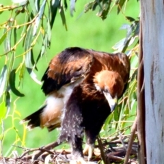 Aquila audax (Wedge-tailed Eagle) at Strzelecki, VIC - 27 Nov 2016 by Petesteamer