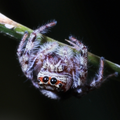 Unverified Jumping or peacock spider (Salticidae) at Fig Tree Pocket, QLD - 4 Oct 2022 by smithga