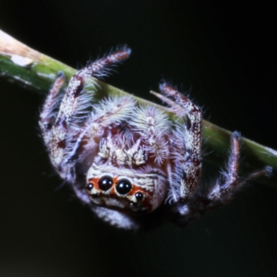 Unidentified Jumping or peacock spider (Salticidae) at Fig Tree Pocket, QLD - 4 Oct 2022 by smithga