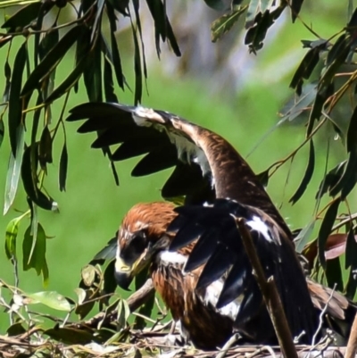 Aquila audax (Wedge-tailed Eagle) at Strzelecki, VIC - 19 Nov 2016 by Petesteamer