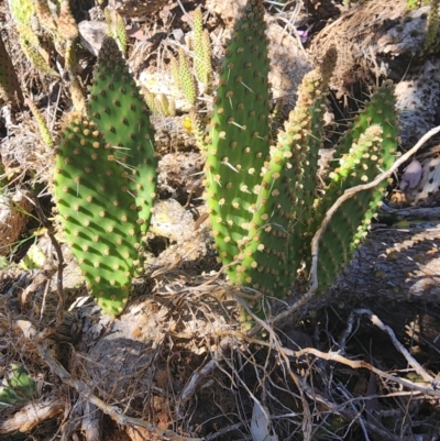 Opuntia sp. (Prickly Pear) at Giralang, ACT - 2 Apr 2024 by HarleyB