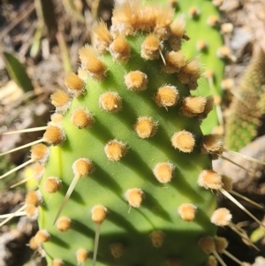 Opuntia sp. at Giralang, ACT - 2 Apr 2024