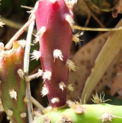 Opuntia sp. at Giralang, ACT - 2 Apr 2024 03:00 PM