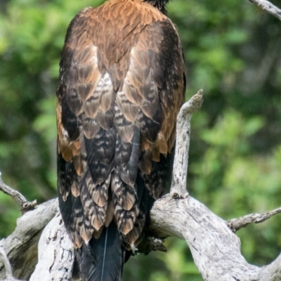 Aquila audax (Wedge-tailed Eagle) at Strzelecki, VIC - 5 Dec 2018 by Petesteamer