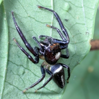 Unidentified Jumping or peacock spider (Salticidae) at Fig Tree Pocket, QLD - 4 Oct 2022 by smithga