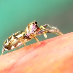 Unidentified Jumping or peacock spider (Salticidae) at Saint Lucia, QLD - 5 Aug 2023 by smithga