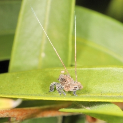 Unverified Insect at Saint Lucia, QLD - 9 Jul 2023 by smithga