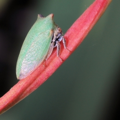 Sextius virescens (Acacia horned treehopper) at Moncrieff, ACT - 16 Apr 2022 by smithga