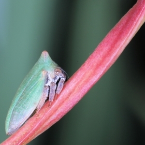 Sextius virescens at Moncrieff, ACT - 16 Apr 2022