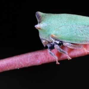 Sextius virescens at Moncrieff, ACT - 16 Apr 2022