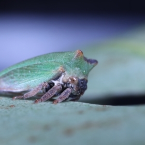 Sextius virescens at Moncrieff, ACT - 16 Apr 2022