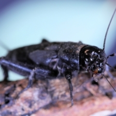 Teleogryllus commodus (Black Field Cricket) at Moncrieff, ACT - 9 Apr 2022 by smithga