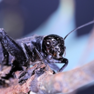 Teleogryllus commodus at Moncrieff, ACT - 9 Apr 2022