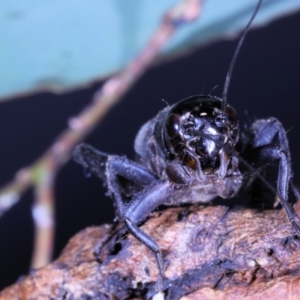 Teleogryllus commodus at Moncrieff, ACT - 9 Apr 2022 03:49 PM