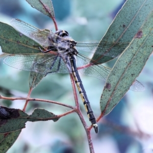 Hemicordulia tau at Moncrieff, ACT - 13 Apr 2022