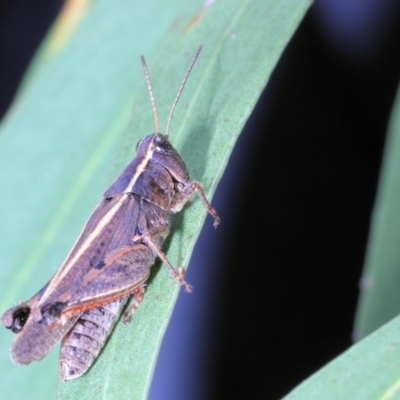 Phaulacridium vittatum (Wingless Grasshopper) at Moncrieff, ACT - 16 Apr 2022 by smithga
