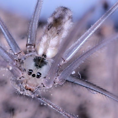 Pholcus phalangioides (Daddy-long-legs spider) at Moncrieff, ACT - 9 Jun 2022 by smithga