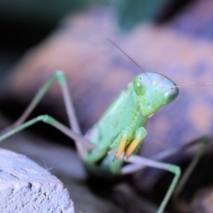 Unidentified Praying mantis (Mantodea) at Moncrieff, ACT - 30 Apr 2022 by smithga