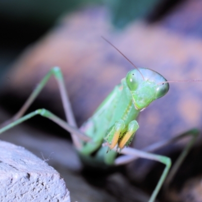 Unidentified Praying mantis (Mantodea) at Moncrieff, ACT - 30 Apr 2022 by smithga