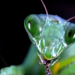 Mantidae (family) adult or nymph at Moncrieff, ACT - suppressed