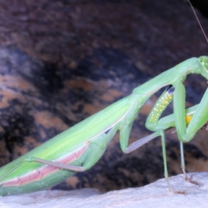 Mantidae (family) adult or nymph at Moncrieff, ACT - suppressed