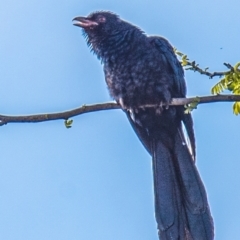 Eudynamys orientalis (Pacific Koel) at Drouin, VIC - 22 Nov 2021 by Petesteamer