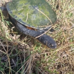 Chelodina longicollis at Crookwell, NSW - 2 Apr 2024 02:30 PM