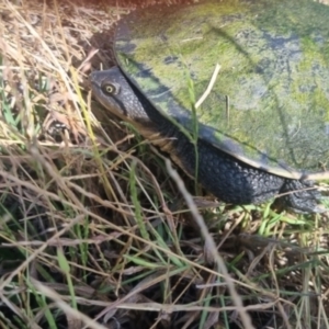 Chelodina longicollis at Crookwell, NSW - 2 Apr 2024 02:30 PM