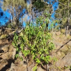 Olearia lirata (Snowy Daisybush) at Isaacs Ridge and Nearby - 2 Apr 2024 by Mike