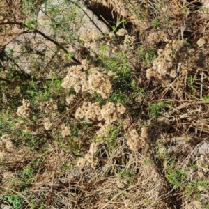 Cassinia quinquefaria at Isaacs Ridge and Nearby - 2 Apr 2024 04:55 PM