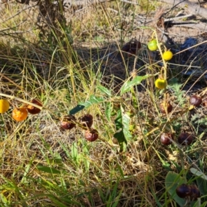 Solanum cinereum at Isaacs Ridge and Nearby - 2 Apr 2024