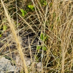 Dichelachne crinita (Long-hair Plume Grass) at Isaacs, ACT - 2 Apr 2024 by Mike