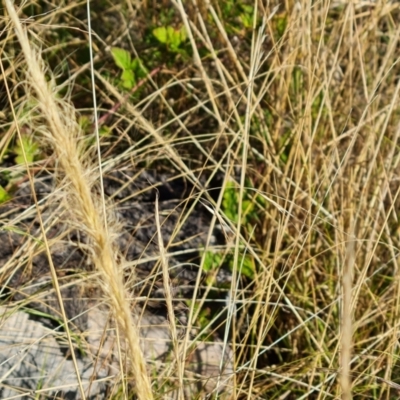 Dichelachne crinita (Long-hair Plume Grass) at Isaacs Ridge and Nearby - 2 Apr 2024 by Mike