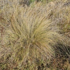 Poa labillardierei (Common Tussock Grass, River Tussock Grass) at Isaacs, ACT - 2 Apr 2024 by Mike