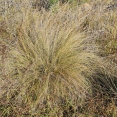 Poa labillardierei (Common Tussock Grass, River Tussock Grass) at Isaacs Ridge and Nearby - 2 Apr 2024 by Mike