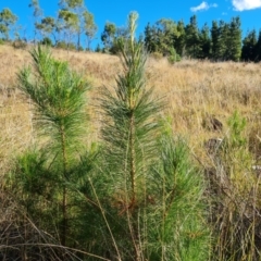 Pinus radiata (Monterey or Radiata Pine) at Isaacs, ACT - 2 Apr 2024 by Mike
