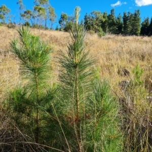Pinus radiata at Isaacs Ridge and Nearby - 2 Apr 2024