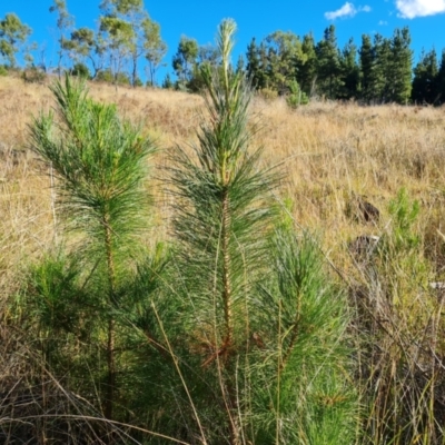 Pinus radiata (Monterey or Radiata Pine) at Isaacs Ridge and Nearby - 2 Apr 2024 by Mike