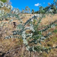 Acacia baileyana (Cootamundra Wattle, Golden Mimosa) at Isaacs Ridge and Nearby - 2 Apr 2024 by Mike