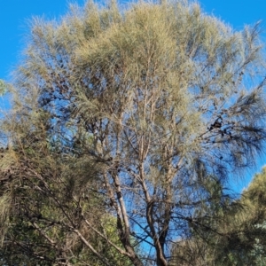 Allocasuarina verticillata at Isaacs Ridge and Nearby - 2 Apr 2024 04:35 PM