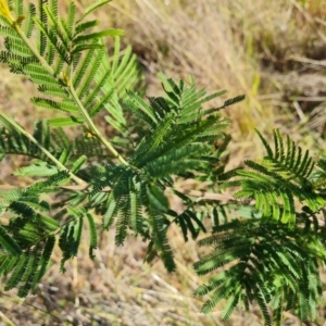 Acacia mearnsii at Isaacs Ridge and Nearby - 2 Apr 2024 04:32 PM